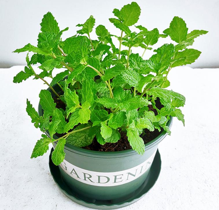 薄荷|盆栽|花人_新浪新闻