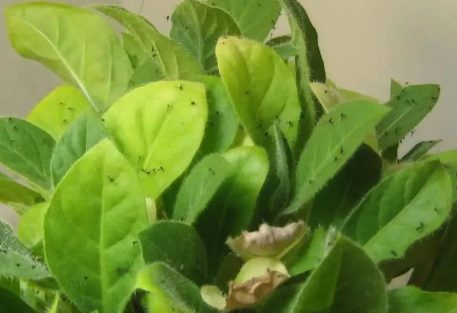 遇上它,养花养多肉再也不怕有小黑飞了!