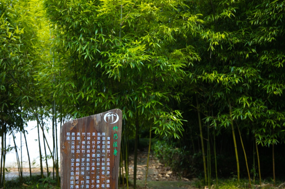 安吉竹博园消暑纳凉好去处看炫酷水影秀