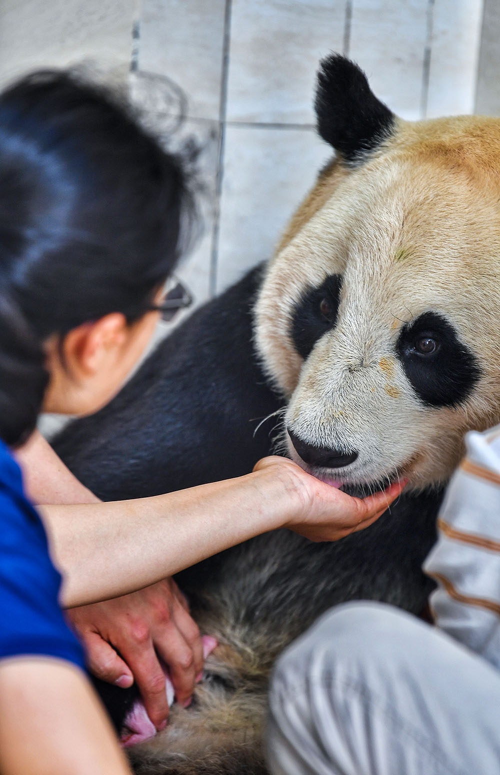 リアル 中国パンダ保護研究センター 写真集 中国保護大熊猫研究中心