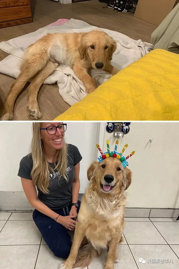 新一波“狗狗收养前后对比图”，这惊人的变化太治愈了！休闲区蓝鸢梦想 - Www.slyday.coM