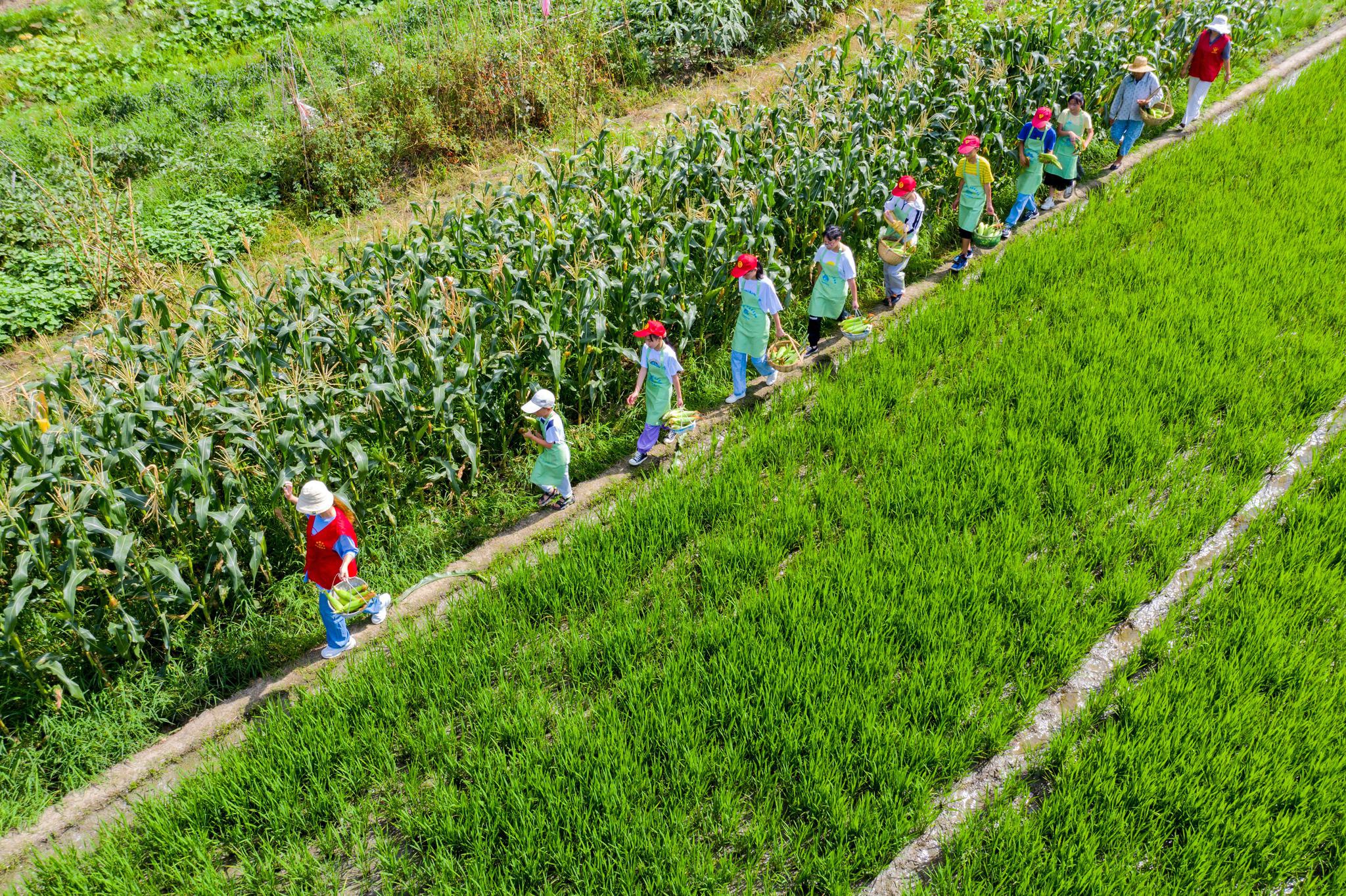 长兴:暑期托管 体验农耕