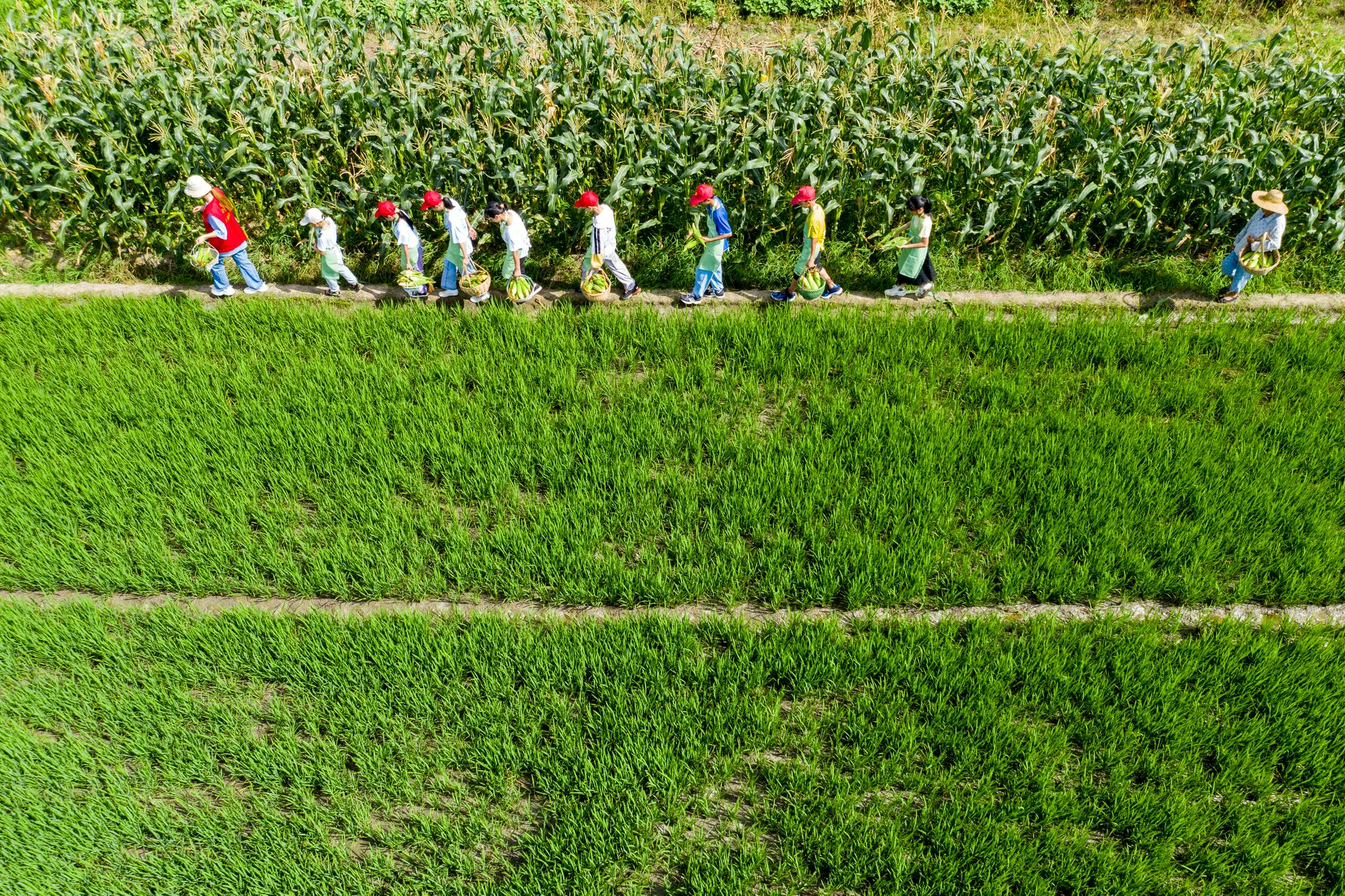 虹星桥镇午山村一处帮扶基地,孩子们抬着自己采收的玉米行走在田垄上