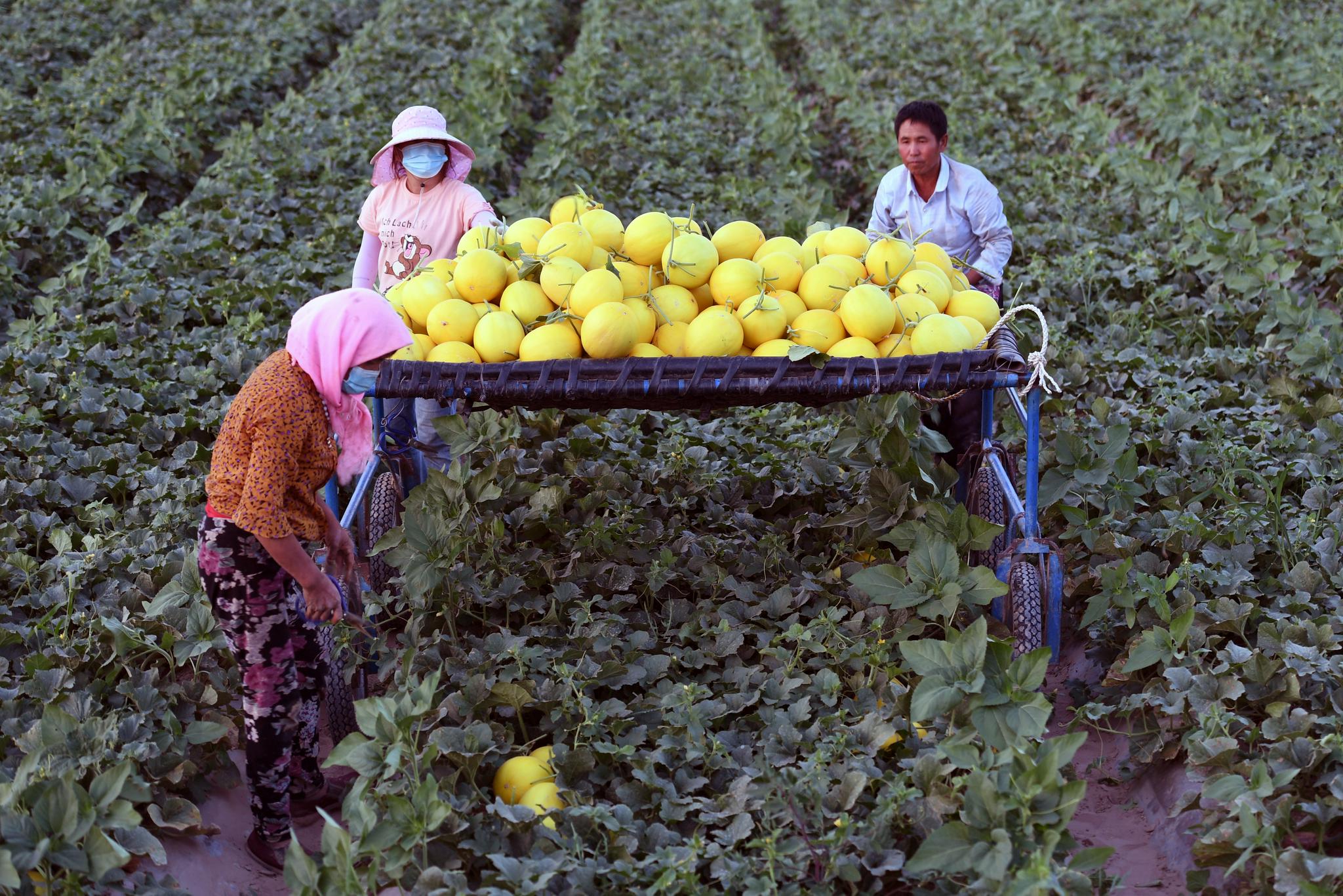 新华社记者 范培珅 摄7月19日,在民勤县收成镇蜜瓜交易