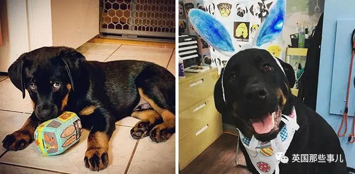 新一波“狗狗收养前后对比图”，这惊人的变化太治愈了！休闲区蓝鸢梦想 - Www.slyday.coM