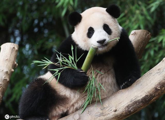 太可爱了 韩国爱宝乐园为一岁熊猫福宝庆祝生日