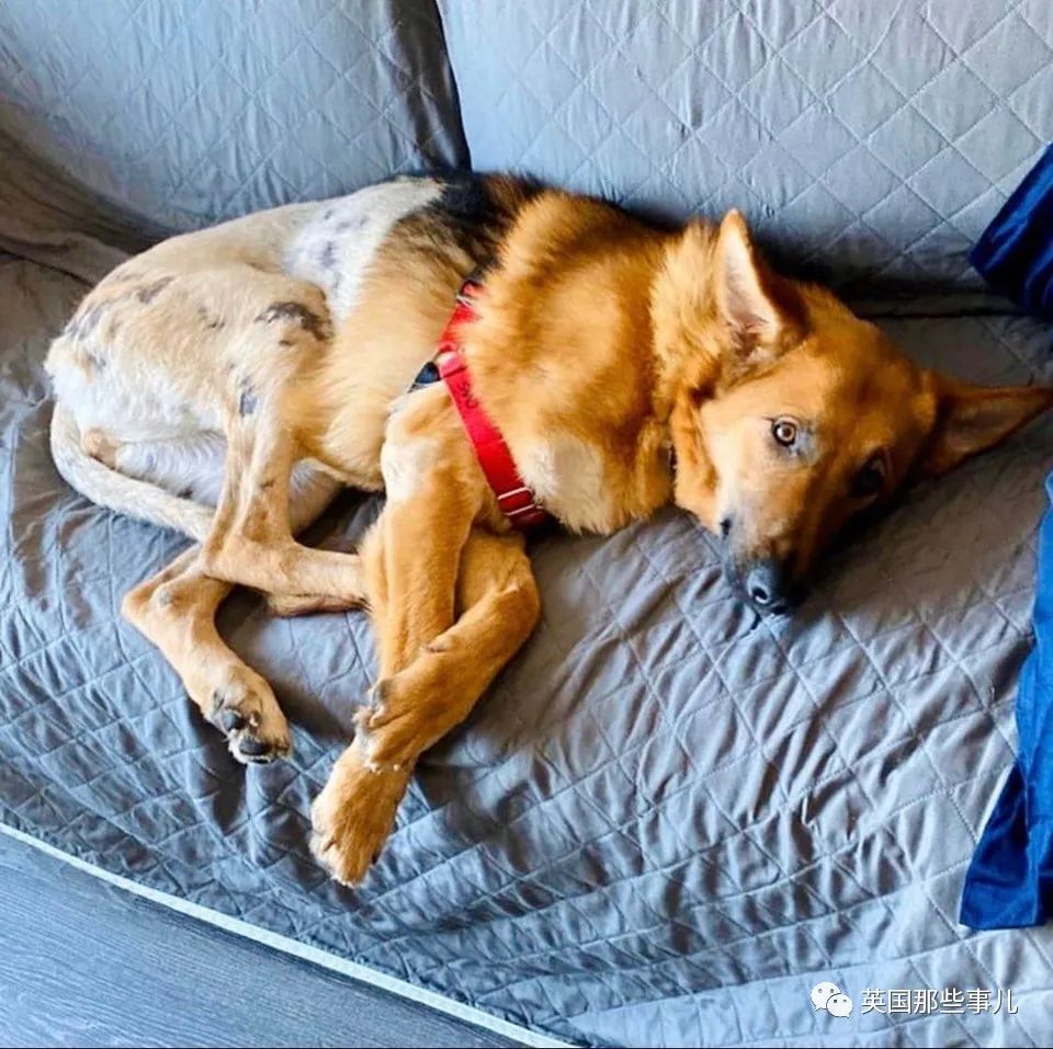 新一波“狗狗收养前后对比图”，这惊人的变化太治愈了！休闲区蓝鸢梦想 - Www.slyday.coM