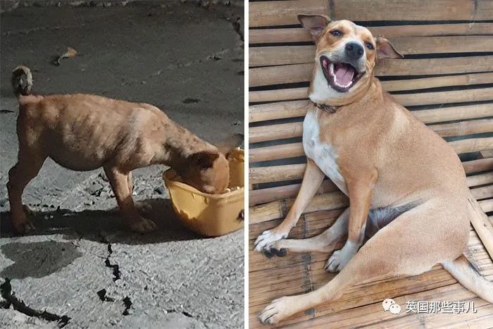 新一波“狗狗收养前后对比图”，这惊人的变化太治愈了！休闲区蓝鸢梦想 - Www.slyday.coM