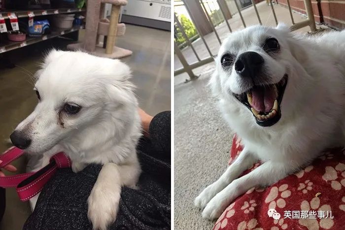 新一波“狗狗收养前后对比图”，这惊人的变化太治愈了！休闲区蓝鸢梦想 - Www.slyday.coM