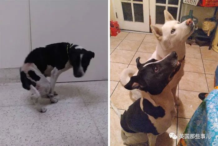 新一波“狗狗收养前后对比图”，这惊人的变化太治愈了！休闲区蓝鸢梦想 - Www.slyday.coM