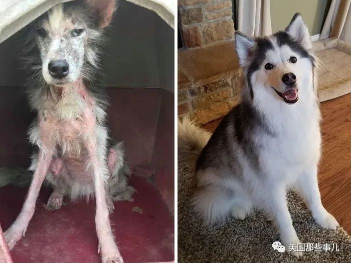 新一波“狗狗收养前后对比图”，这惊人的变化太治愈了！休闲区蓝鸢梦想 - Www.slyday.coM