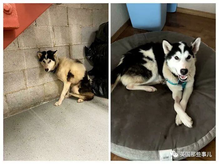 新一波“狗狗收养前后对比图”，这惊人的变化太治愈了！休闲区蓝鸢梦想 - Www.slyday.coM