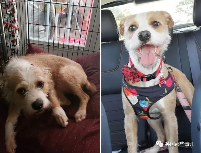 新一波“狗狗收养前后对比图”，这惊人的变化太治愈了！休闲区蓝鸢梦想 - Www.slyday.coM