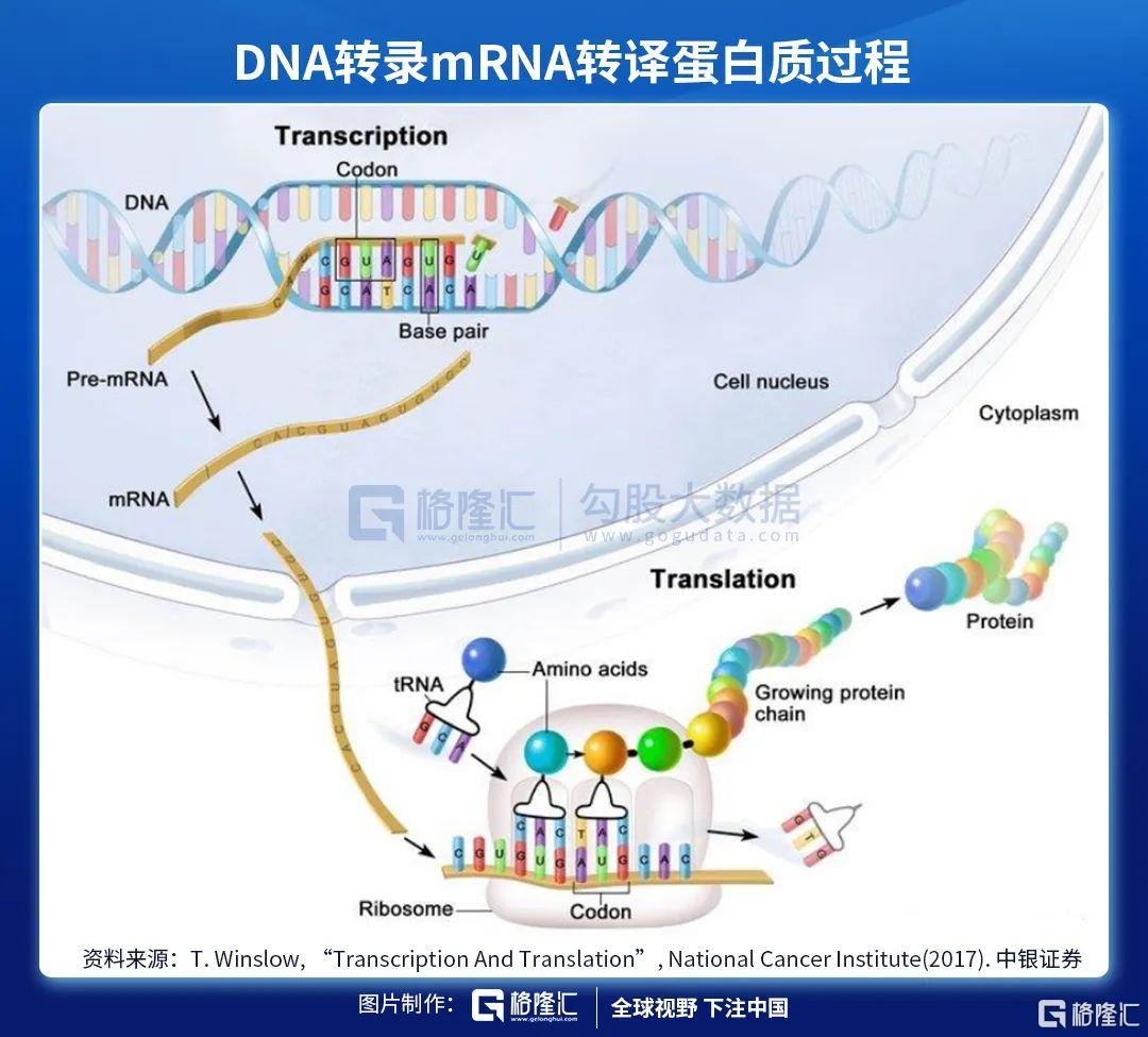 mrna疫苗技术路线优势显著重点关注这两家公司