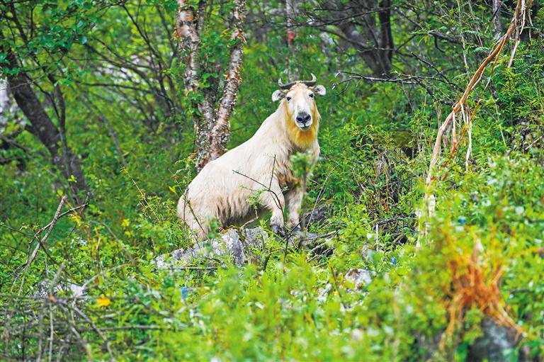 秦岭陕西段为啥珍稀野生动植物频频亮相