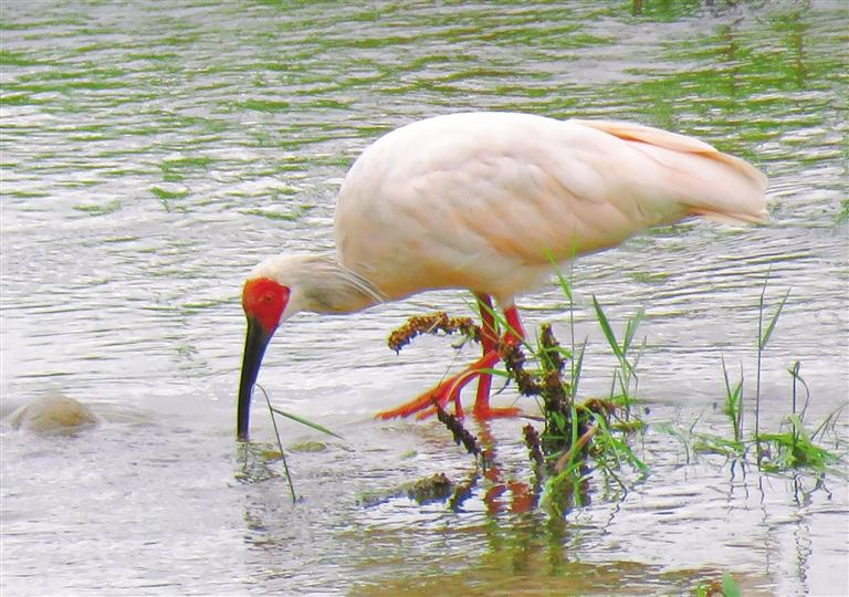 正在觅食的朱鹮. 记者 申东昕摄