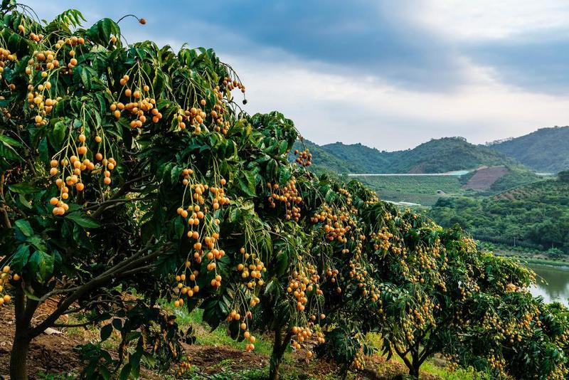 中国郁南无核黄皮文化节盛大开幕