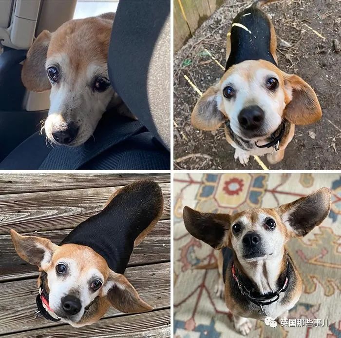 新一波“狗狗收养前后对比图”，这惊人的变化太治愈了！休闲区蓝鸢梦想 - Www.slyday.coM