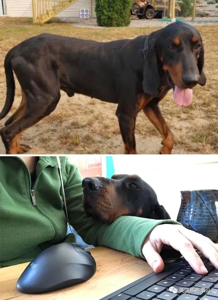 新一波“狗狗收养前后对比图”，这惊人的变化太治愈了！休闲区蓝鸢梦想 - Www.slyday.coM