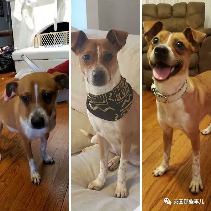 新一波“狗狗收养前后对比图”，这惊人的变化太治愈了！休闲区蓝鸢梦想 - Www.slyday.coM