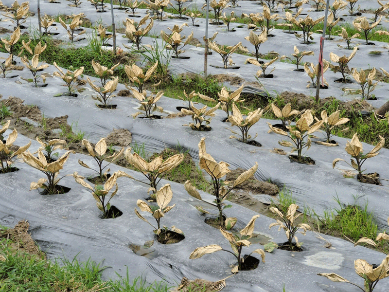 （央广网发会昌县周田镇半岗村村民提供）