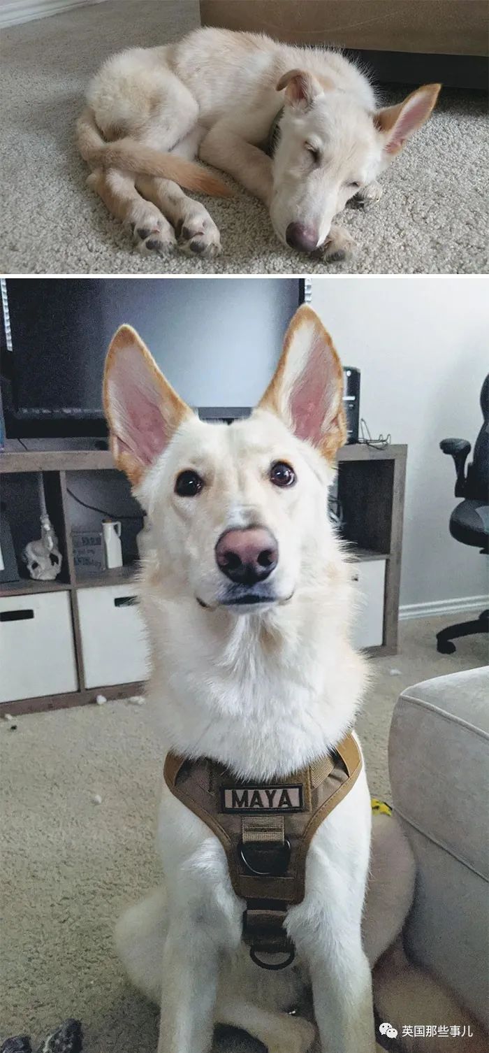 新一波“狗狗收养前后对比图”，这惊人的变化太治愈了！休闲区蓝鸢梦想 - Www.slyday.coM