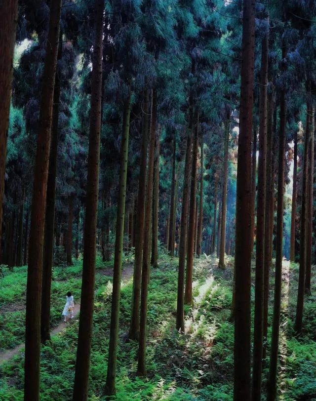 小众免费!4600亩原始森林 天然瀑布清潭,成都出发1天玩转