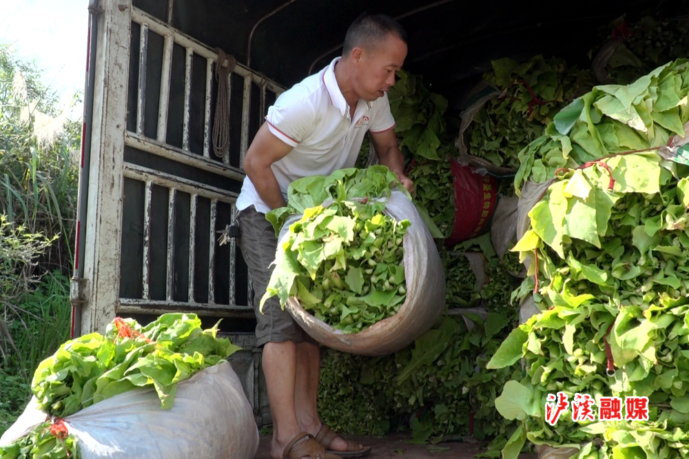 百名记者看百年巨变丨龚仁龙:发展烤烟生产 助力村民创收