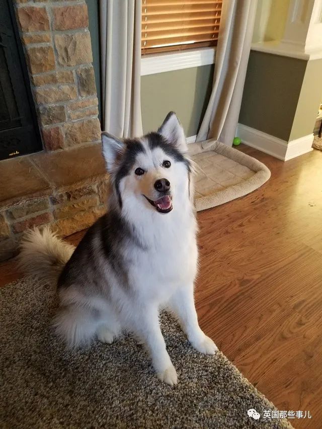 新一波“狗狗收养前后对比图”，这惊人的变化太治愈了！休闲区蓝鸢梦想 - Www.slyday.coM