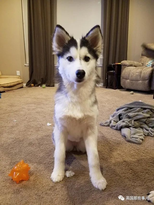 新一波“狗狗收养前后对比图”，这惊人的变化太治愈了！休闲区蓝鸢梦想 - Www.slyday.coM