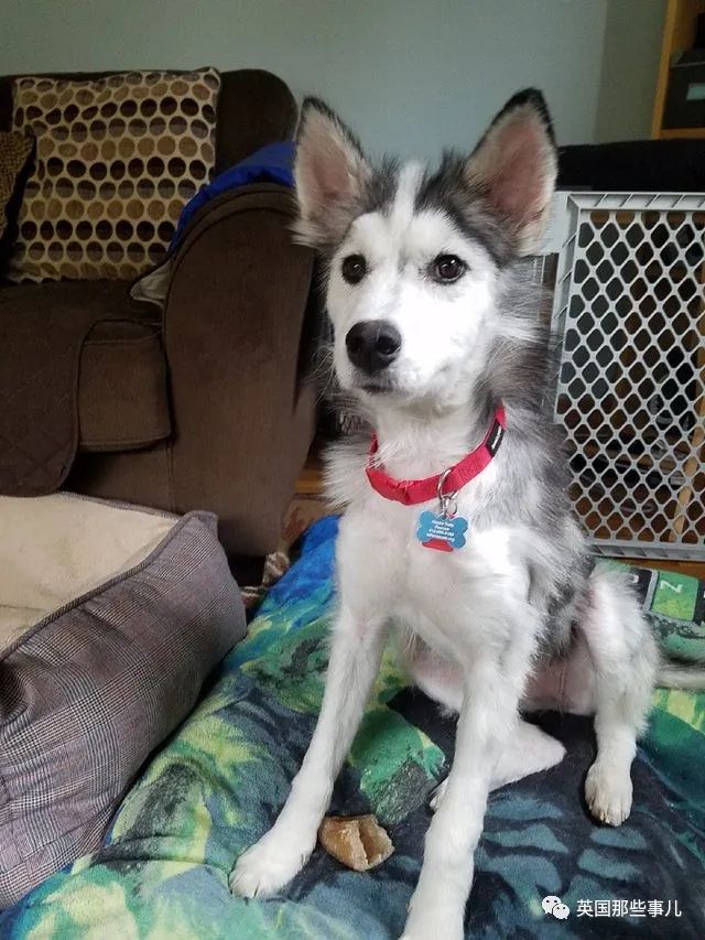 新一波“狗狗收养前后对比图”，这惊人的变化太治愈了！休闲区蓝鸢梦想 - Www.slyday.coM