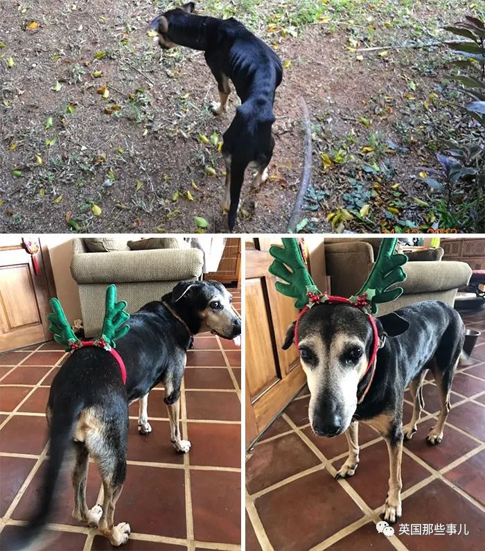 新一波“狗狗收养前后对比图”，这惊人的变化太治愈了！休闲区蓝鸢梦想 - Www.slyday.coM