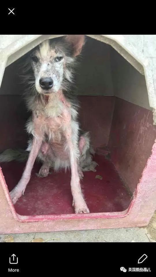 新一波“狗狗收养前后对比图”，这惊人的变化太治愈了！休闲区蓝鸢梦想 - Www.slyday.coM