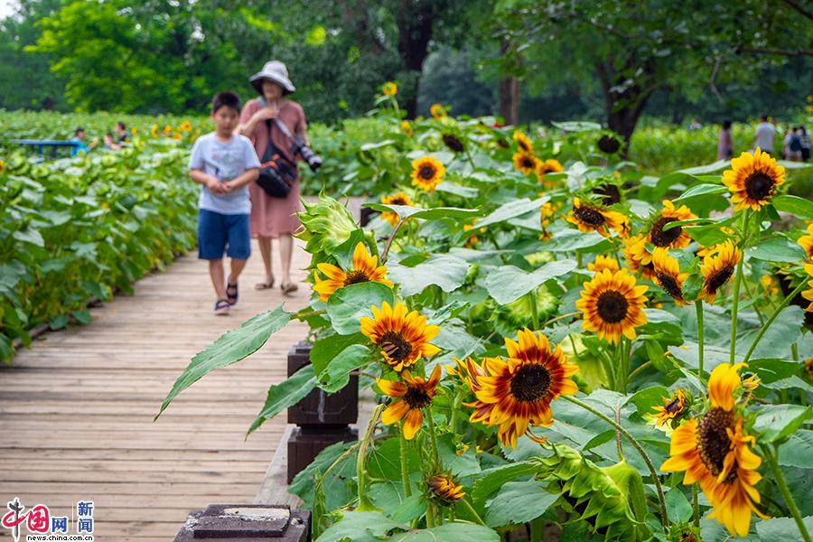 北京奥森向日葵花海热度持续游客打卡兴致不减