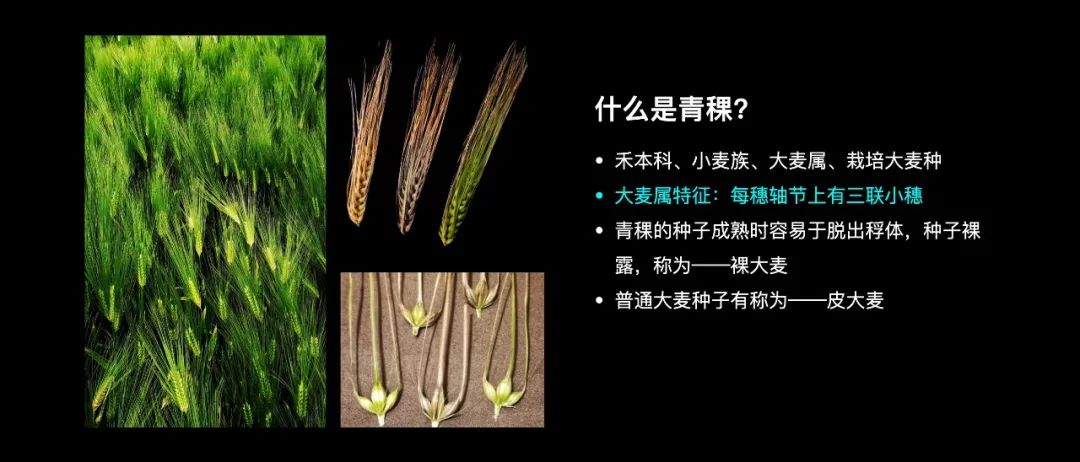 而且青稞还跟普通的大麦不一样,就是因为青稞在成熟的时候,它里面的