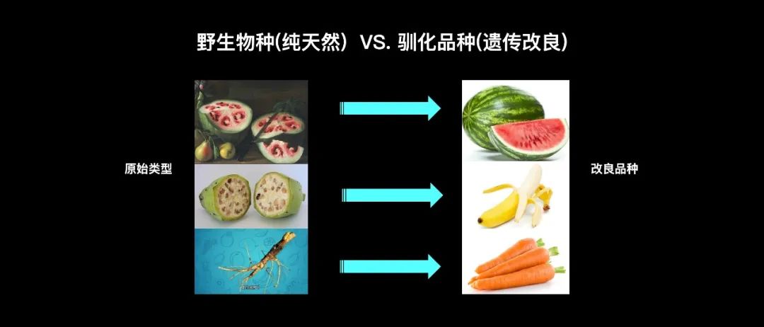 盧寶榮為什麼說植物馴化開啟了人類文明的大門