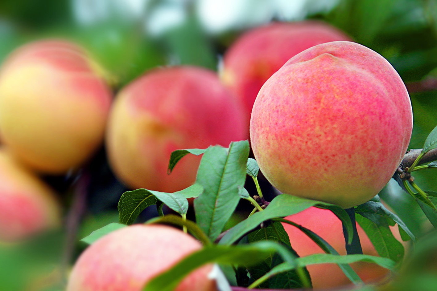 赶紧去尝鲜!200多种北京平谷鲜桃今起大批量上市