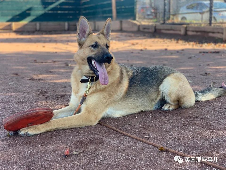 新一波“狗狗收养前后对比图”，这惊人的变化太治愈了！休闲区蓝鸢梦想 - Www.slyday.coM