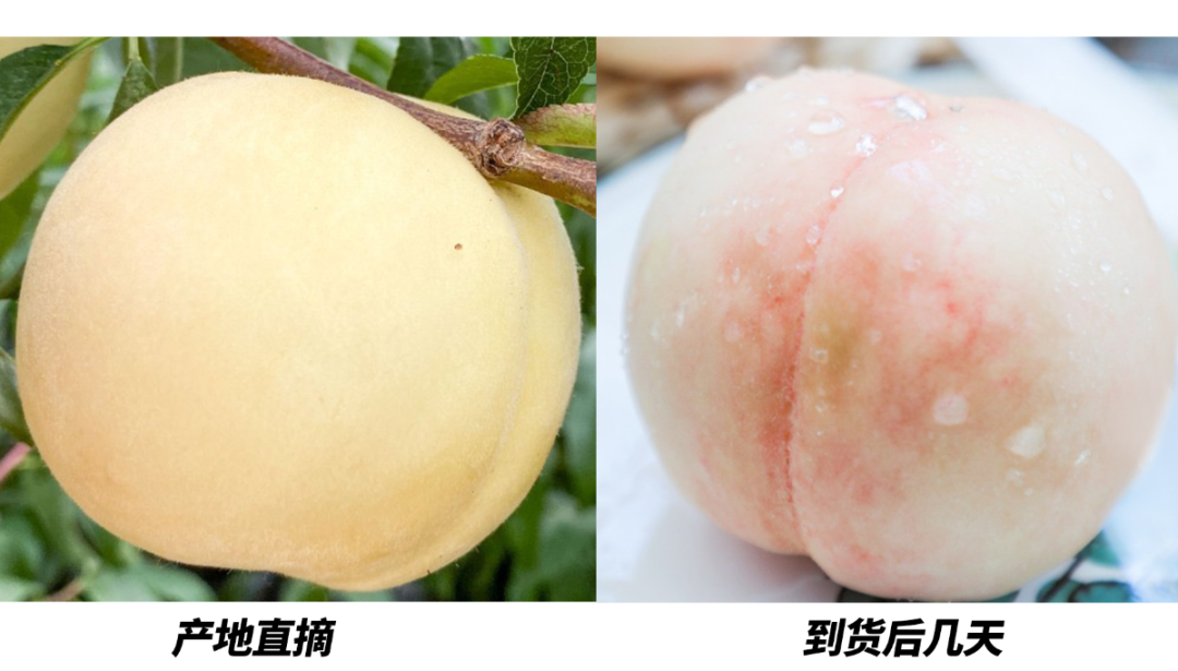 白桃不只日本有,国产“地标”性白桃,带你了解中国白桃的魅力!|日本_新浪新闻
