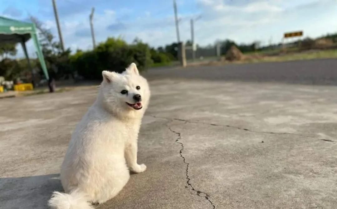 名叫虾宝 是一只狐狸犬 因为吃得太肥了 走在路上都以为是一只萨摩耶