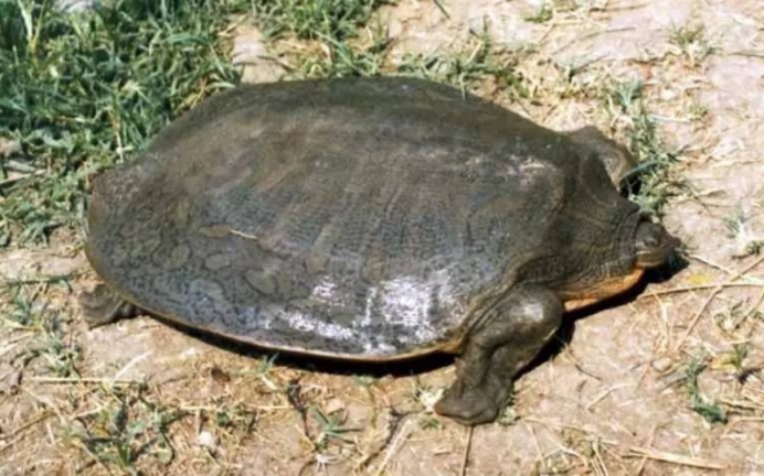 印度恒河鳖泛滥成灾数量高达500万只为什么没人敢吃