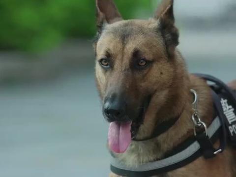 警犬来啦:警犬为帮主人和女友复合,自己叼着玫瑰花就跑上去