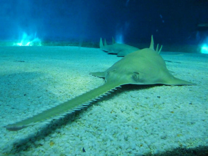 动物界的活化石头顶一把利刃堪称海里的剑客