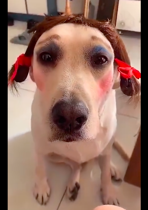 网友化妆先找狗狗练手,完成后的模样"惨不忍睹",有点吓人呀!