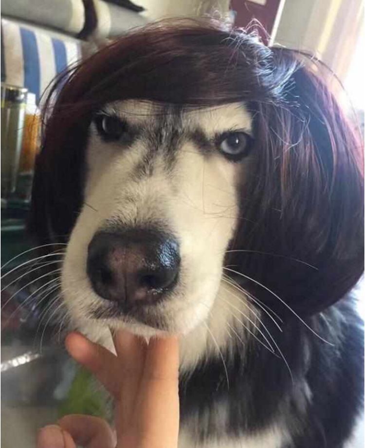 哈士奇颜值被老妈嫌弃,给它戴假发改造,主人觉得太鬼畜了