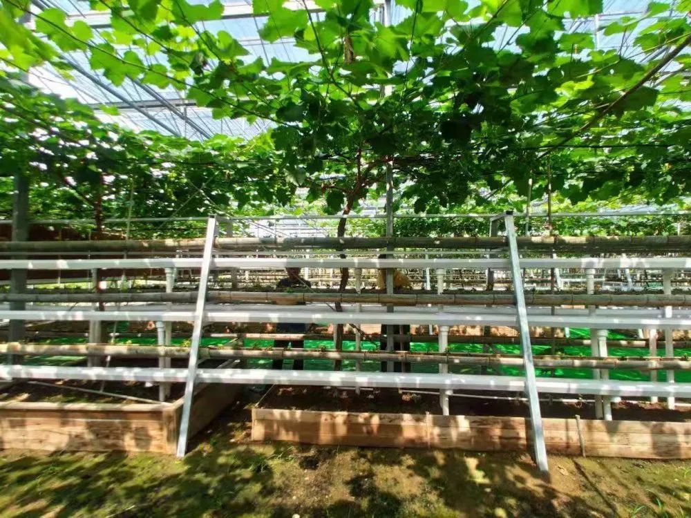 上虞盖北数字农业立体种植