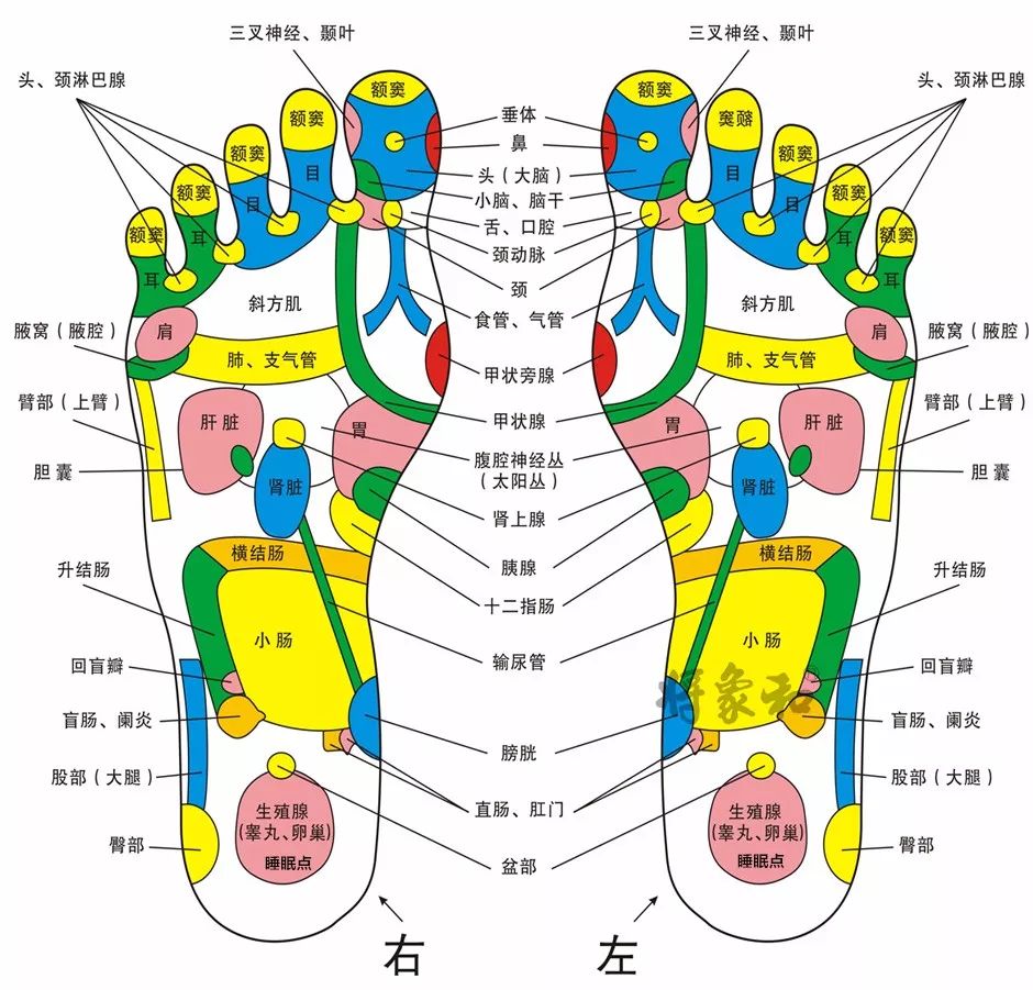 脚上经络图对应的器官图片