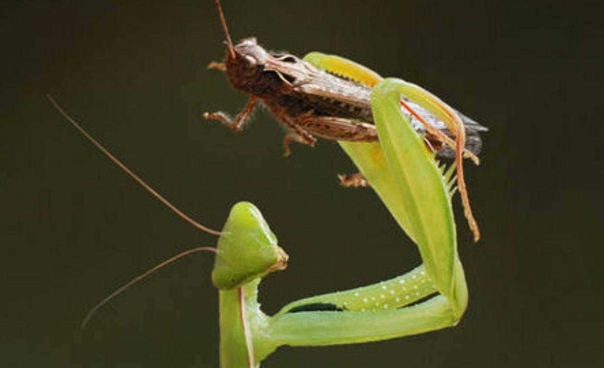 如果家里喷了杀虫剂,喂食螳螂的苍蝇蛹不小心沾染到,几次清水清洗过还能继续喂给螳螂吗?