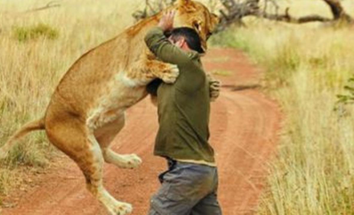非洲坦桑尼亚一头狮子吃了42人狮子已被击杀但问题还没结束