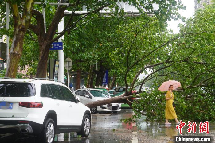 持续强降雨天气导致车辆受损，树木倒伏。　刘鹏 摄